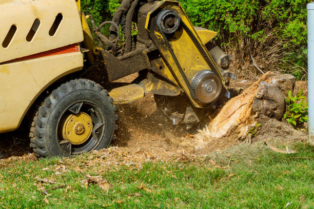 Lawn Grading and Leveling in Marion, TX