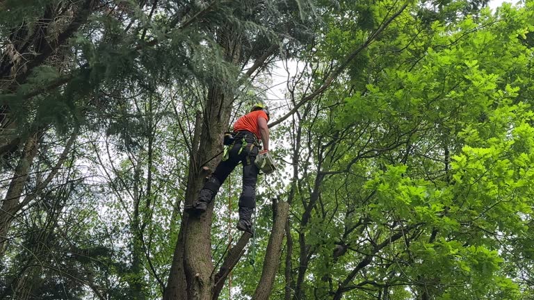 How Our Tree Care Process Works  in  Marion, TX