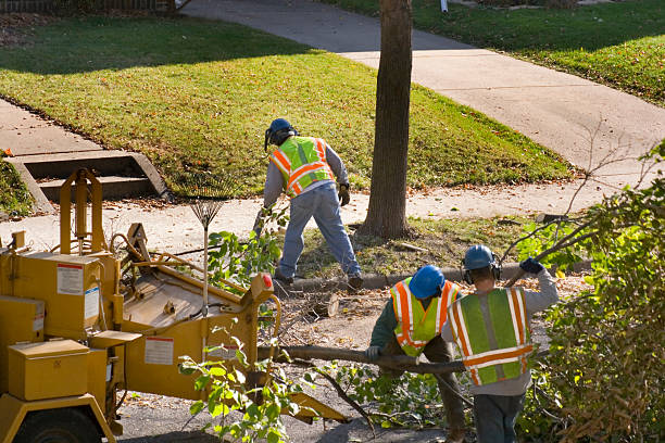 Best Root Management and Removal  in Marion, TX