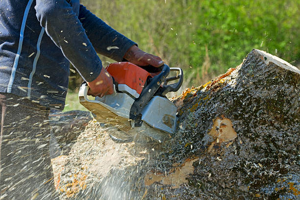 Trusted Marion, TX Tree Services Experts