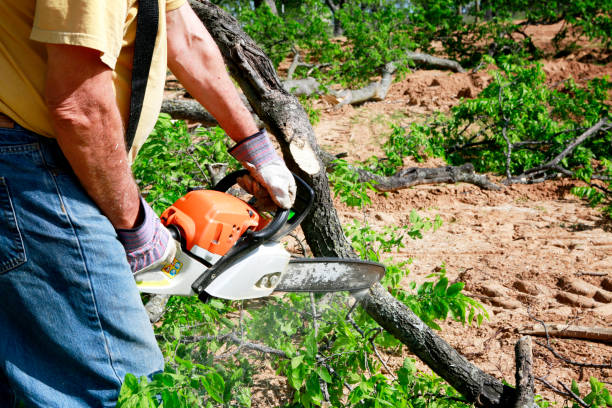 Best Seasonal Cleanup (Spring/Fall)  in Marion, TX